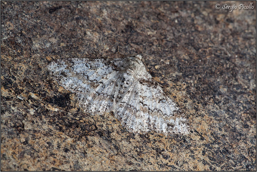 Ascotis selenaria