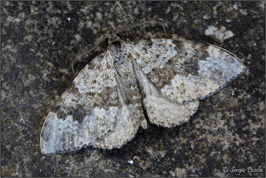 Geometridae da identificare - Coenotephria tophaceata