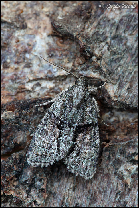 Cfr. Cryphia (Euthales) algae, Noctuidae