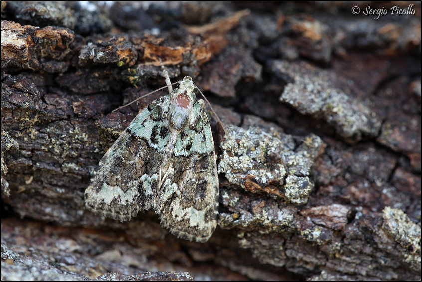 Cfr. Cryphia (Euthales) algae, Noctuidae