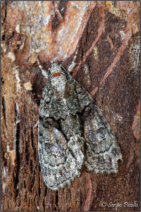 Cfr. Cryphia (Euthales) algae, Noctuidae