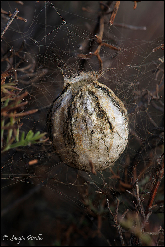 Ooteche di Argiope bruennichi - Monte Prinzera (PR)