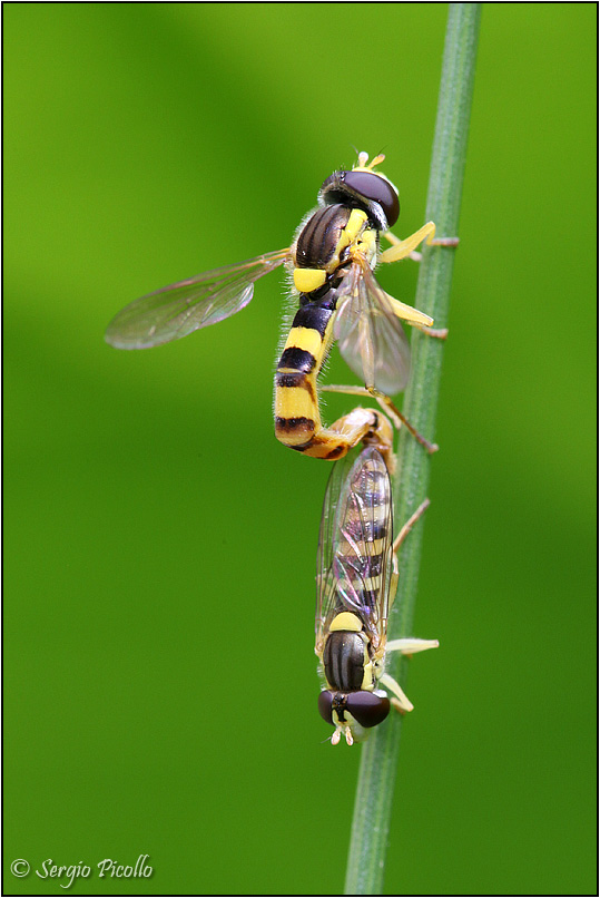 Syrphidae:  Sphaerophoria scripta