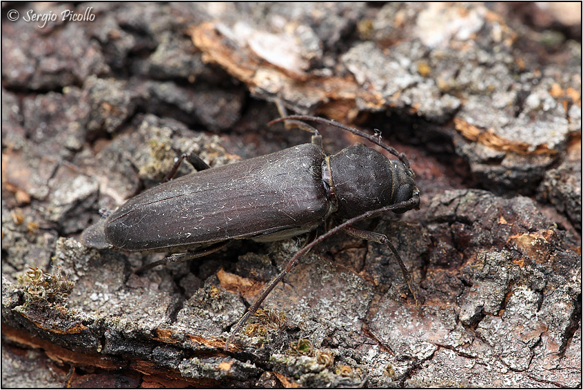 Cerambycidae:  Arhopalus cfr. ferus