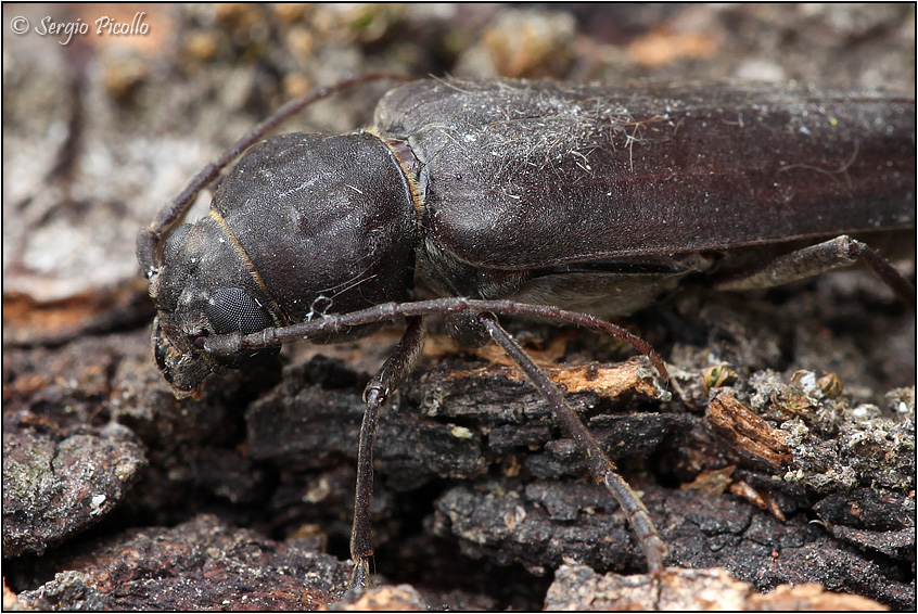 Cerambycidae:  Arhopalus cfr. ferus