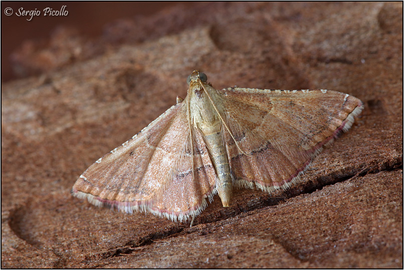 Endotricha flammealis (Pyralidae) ? - Si