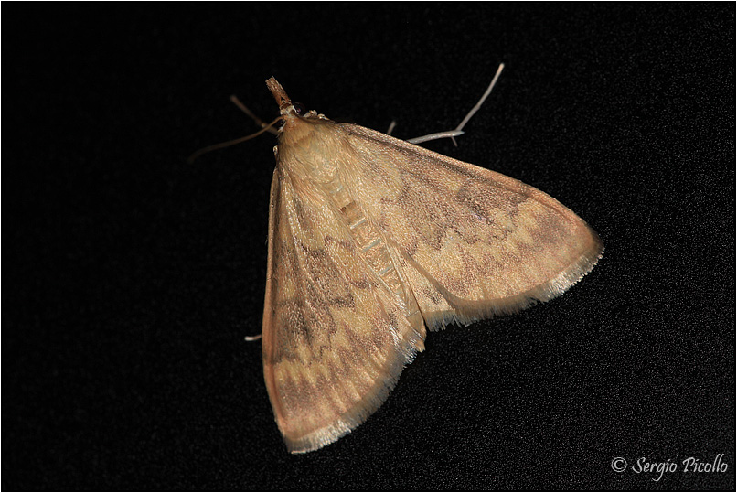 Ostrinia nubilalis - Crambidae