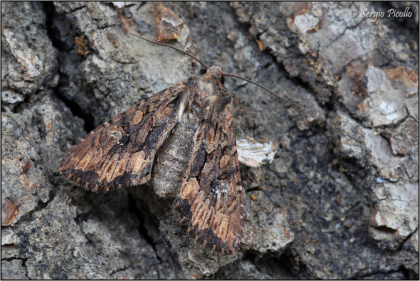 Noctuidae da identificare - Mniotype solieri