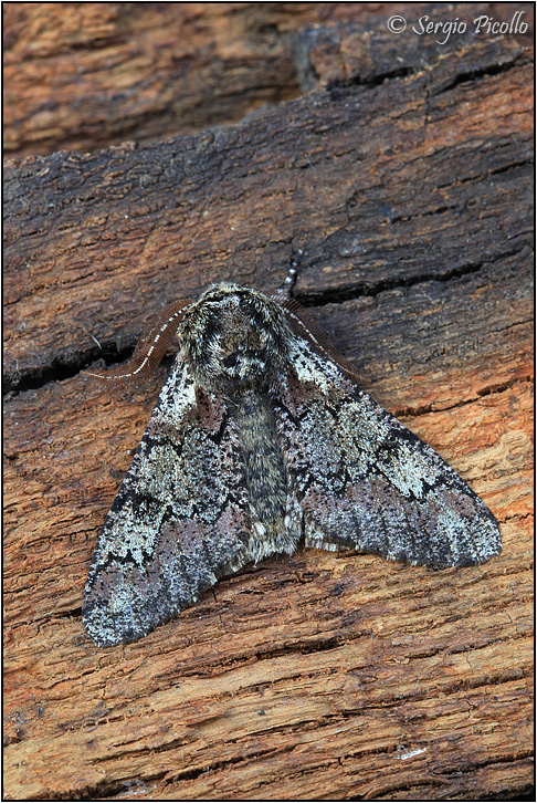 Biston strataria, Geometridae