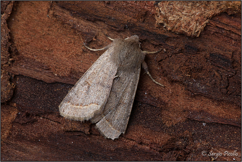 Forse Orthosia, ma quale? Orthosia (Monima) cerasi, Noctuidae