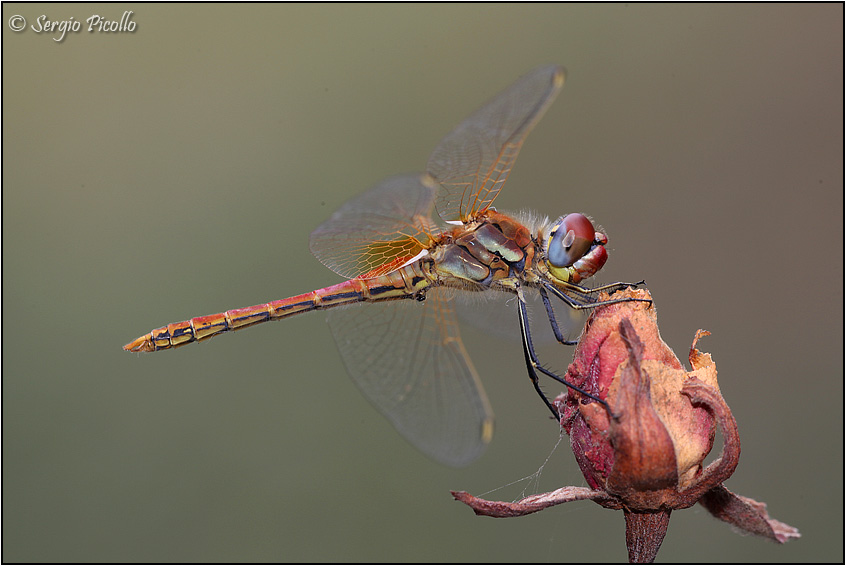 Sympetrum fonscolombii, maschio