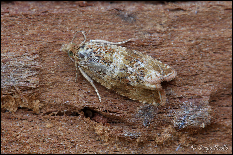 Tortricidae - Celypha cespitana