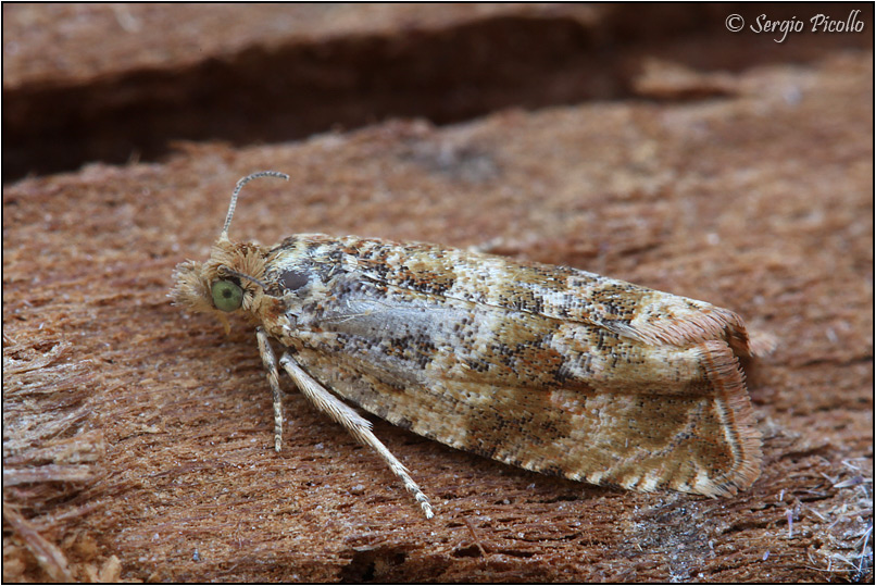 Tortricidae - Celypha cespitana