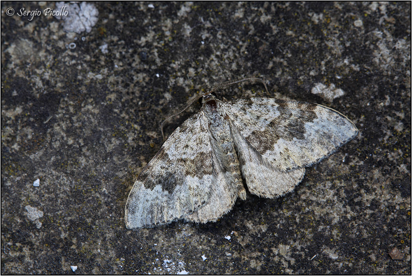 Geometridae Larentiinae, Coenotephria sp.