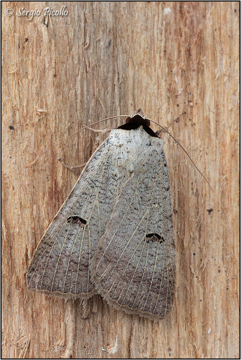 Lygephila viciae? No, Lygephila craccae, Noctuidae