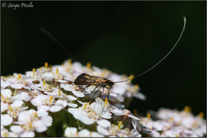 Altra Adelidae da determinare