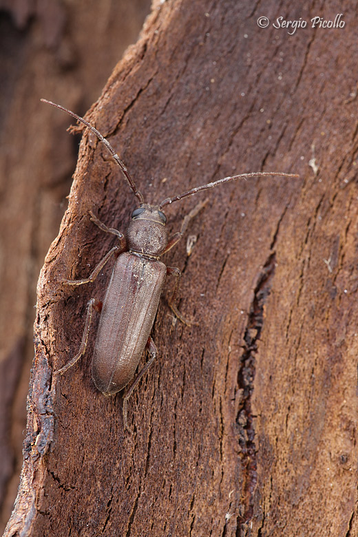 Arhopalus rusticus?