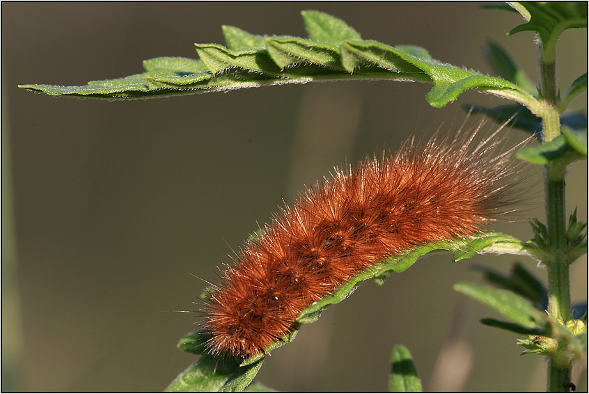 bruco di Erebidae Arctinae - Cfr, Phragmatobia fuliginosa