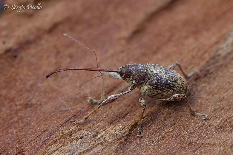 Curculio sp.