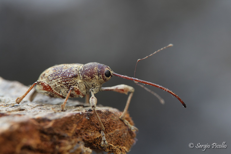 Curculio sp.