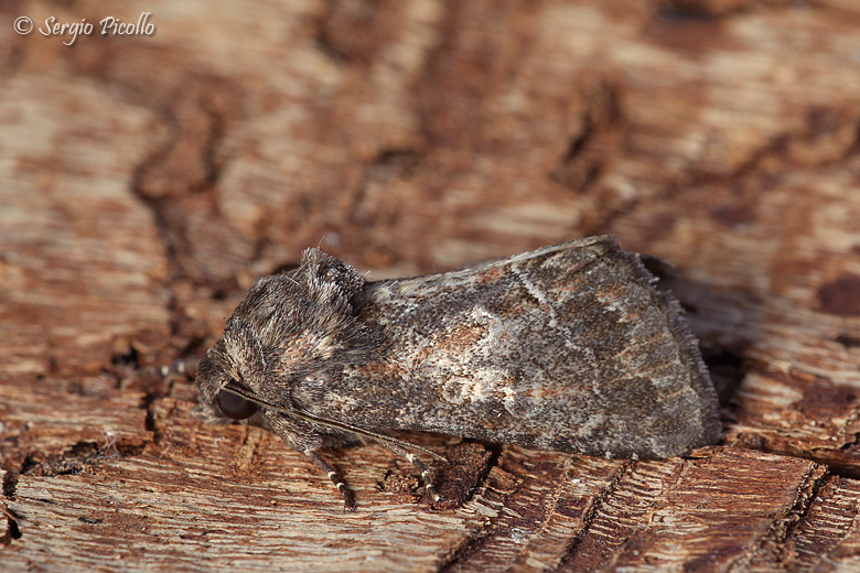 Nuttuidae da identificare