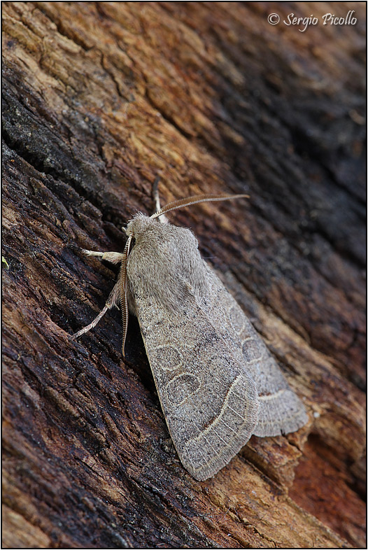 Orthosia di stagione, ma quale?