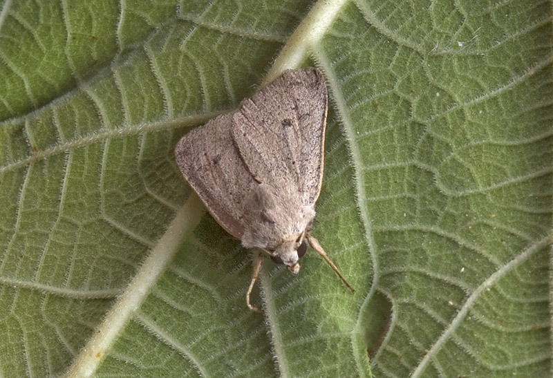 Xestia castanea Noctuidae