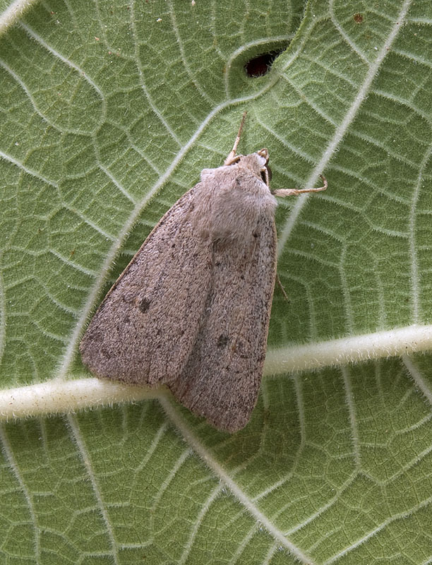 Xestia castanea Noctuidae