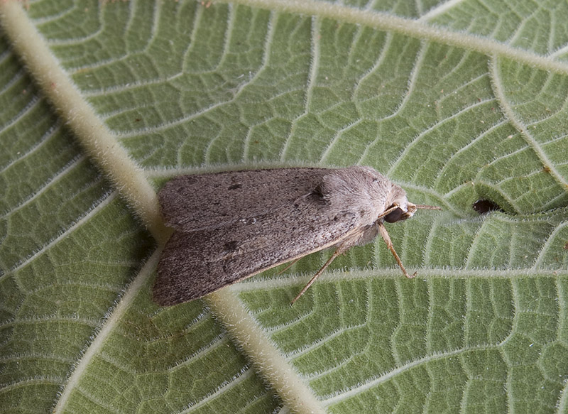 Xestia castanea Noctuidae