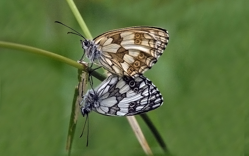 Melanargia galathea (Nymphalidae Saryrinae): accoppiamento