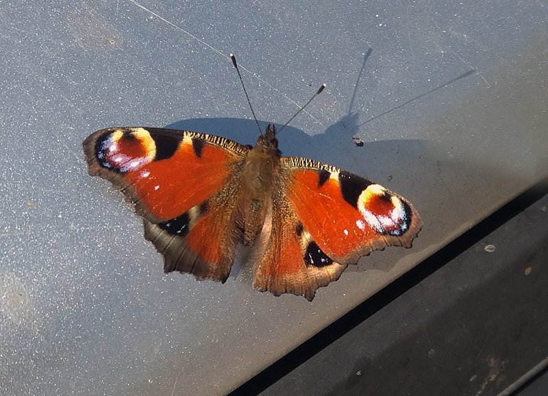 Inachis io Nymphalidae