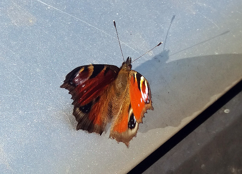 Inachis io Nymphalidae