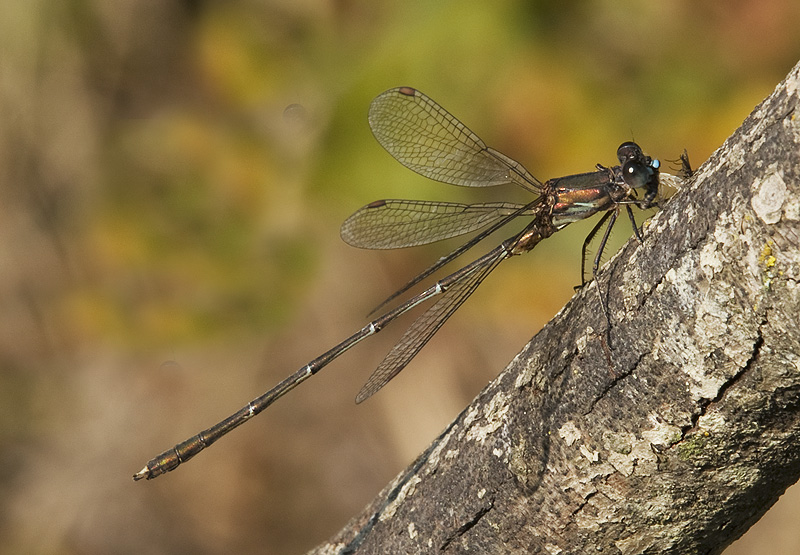 Chalcolestes viridis