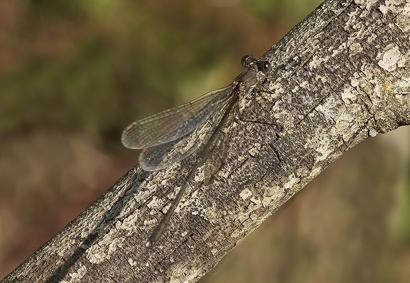 Chalcolestes viridis