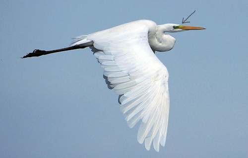 Airone Bianco Maggiore  (Ardea alba)