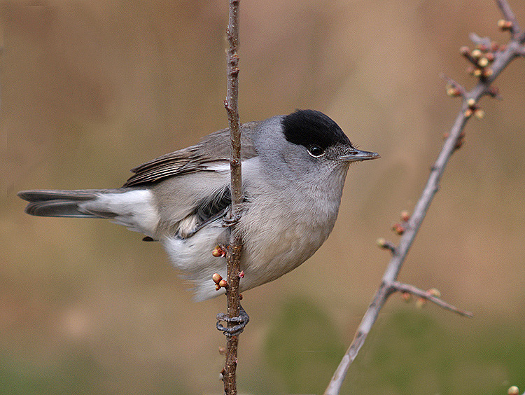 Capinera  (Sylvia atricapilla)