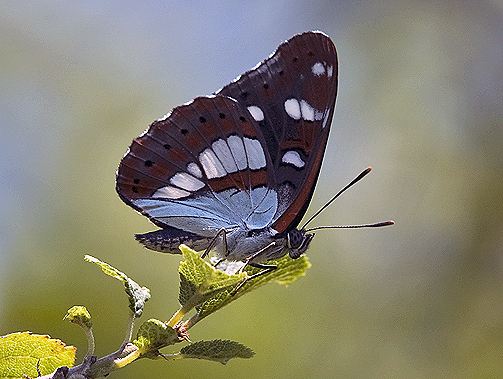 Limenitis reducta