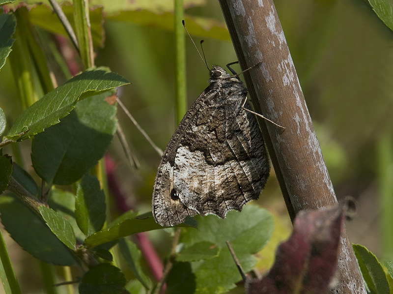 Hipparchia fagi