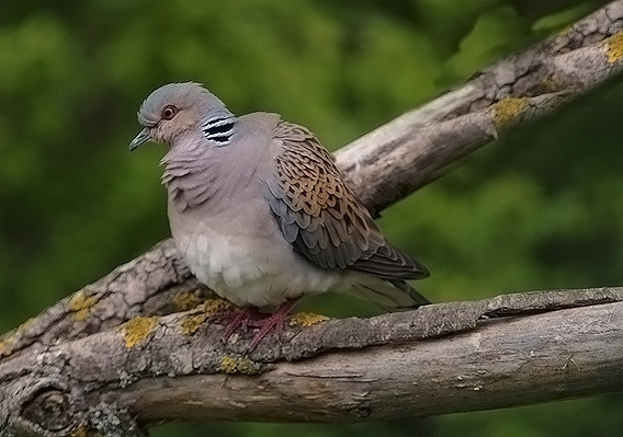 Tortora selvatica o comune  (Streptopelia turtur)