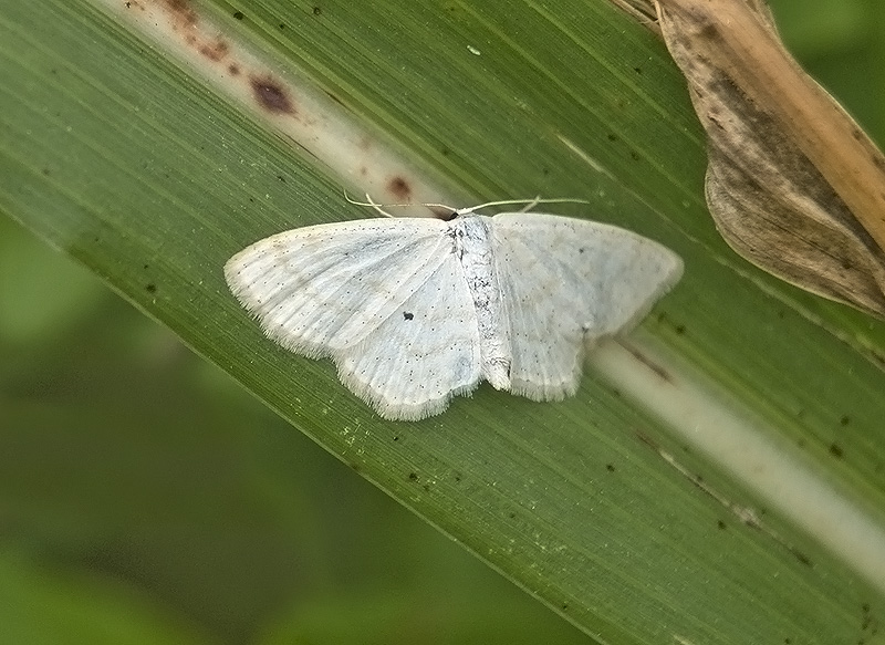 Idaea litigiosaria?  No, Scopula cfr. immutata