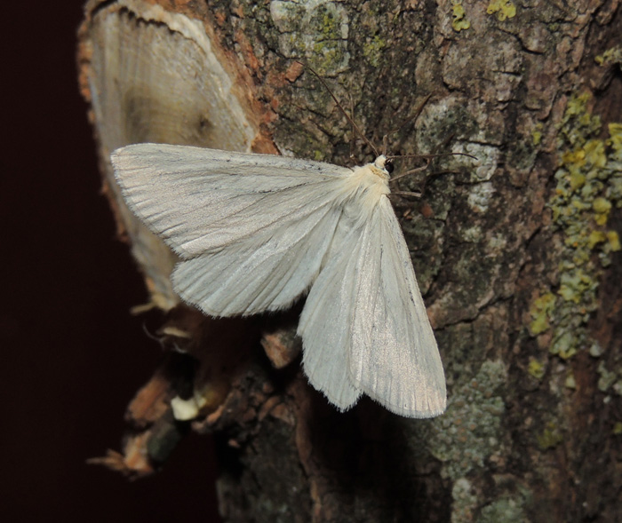 Siona lineata Geometridae