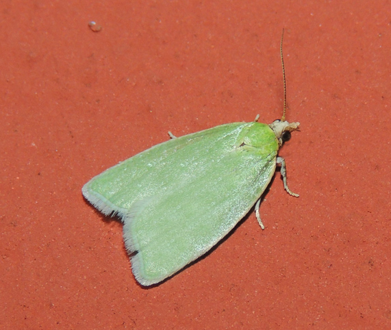 Earias clorana Tortricidae