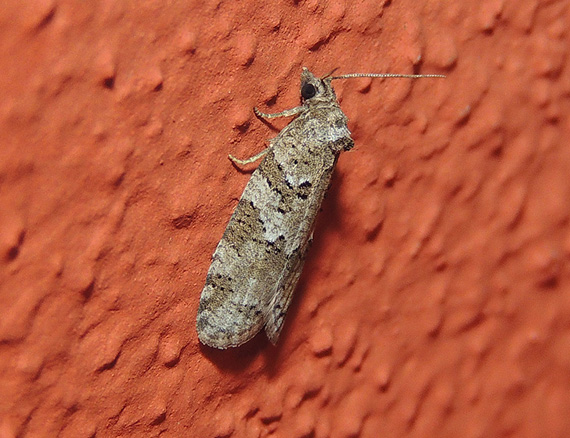 Cnephasia communana -  Tortricidae