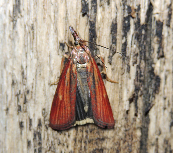 Pyralidae: Hypochalcia dignella (ipotesi)