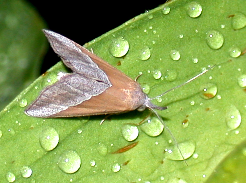 Da classificare - Hypena (Hypena) lividalis, Erebidae