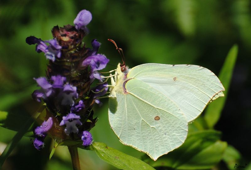 Gonepteryx rhamni