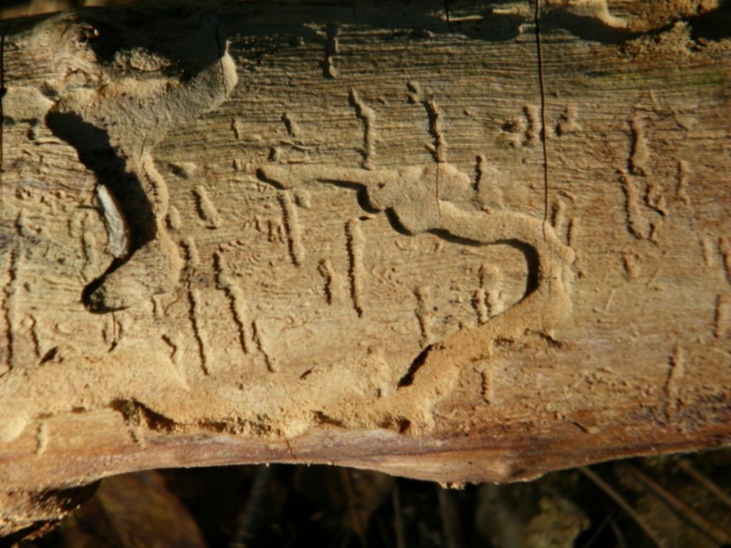 Domanda sulla decomposizione del legno!!!