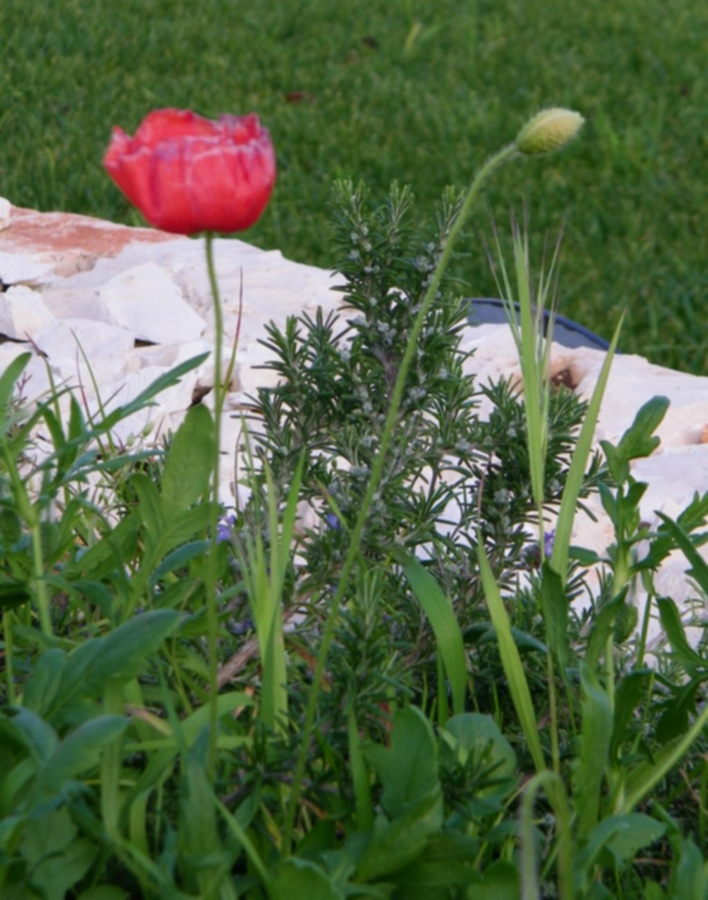 Papavero e borragine in fiore il 22 gennaio