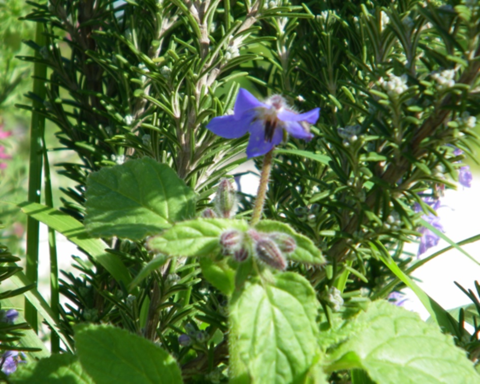 Papavero e borragine in fiore il 22 gennaio