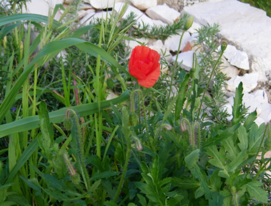 Papavero e borragine in fiore il 22 gennaio